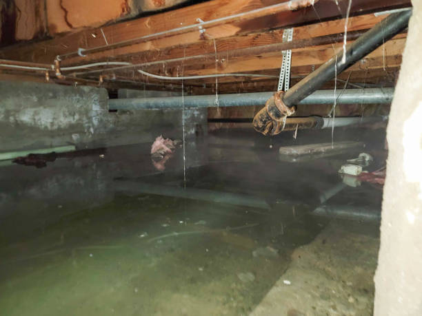 Best Water damage cleanup near me  in New Paris, IN